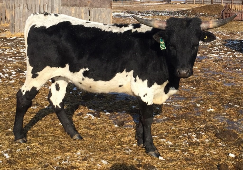 Image #4 (4 Commercial Bred Heifers )